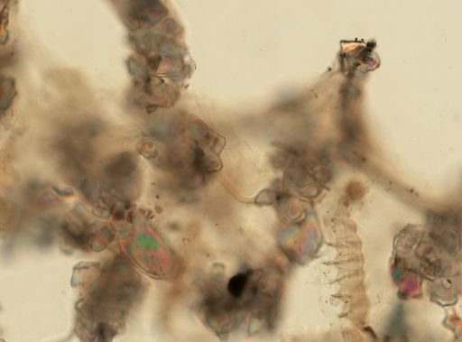 Dysidea fragilis