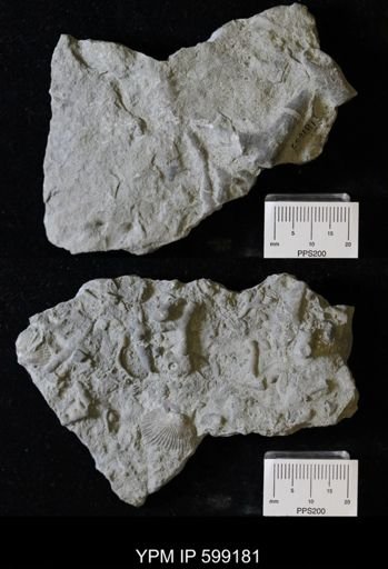 Batostomella?
