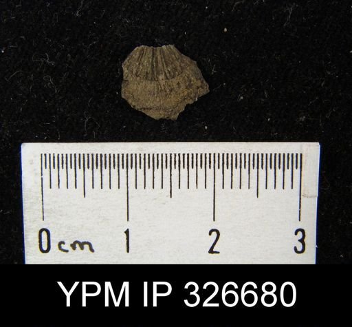Paucicrura rogata