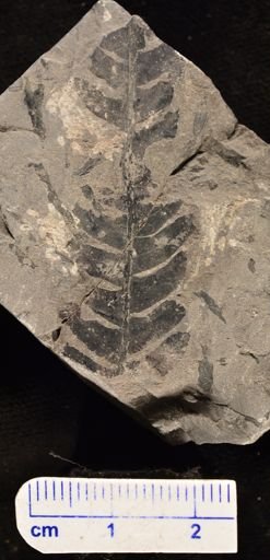 Cladophlebis angustifolia
