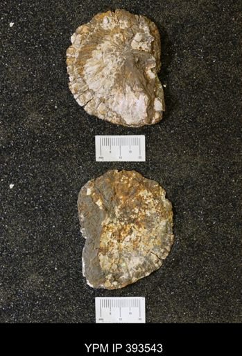 Scaphites nodosus?