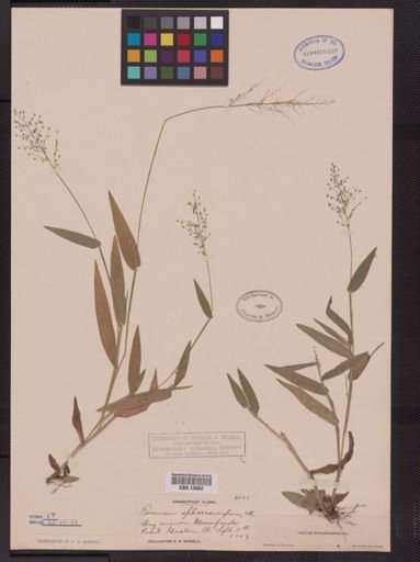 Panicum sphaerocarpon