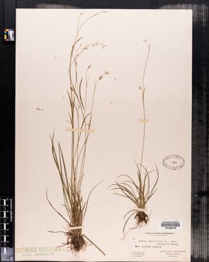 Carex capillaris