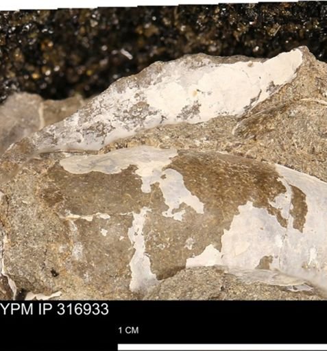 Phelopteria