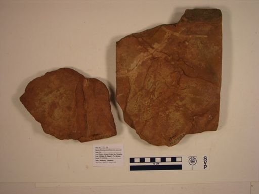 Brachychirotherium parvum