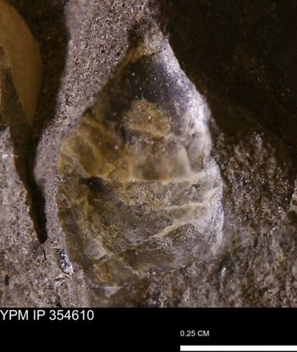 Pseudoptera subtortuosa