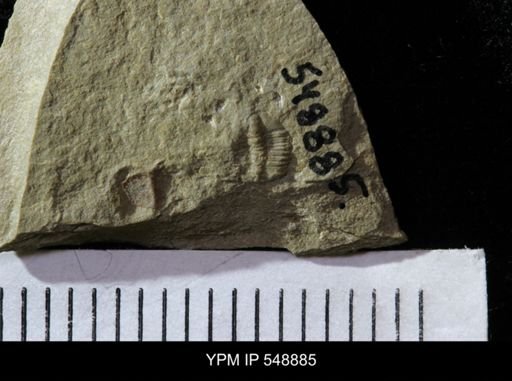 undet. Ptychopariida