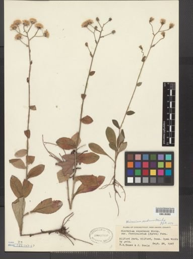 Hieracium scabrum