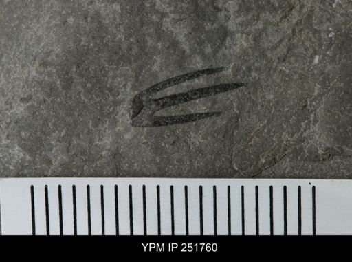 undet. Eurypterida