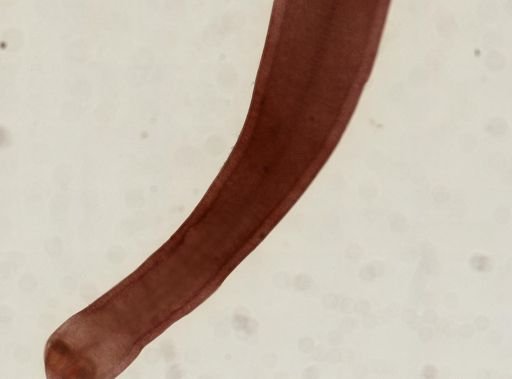 Nematotaenia dispar