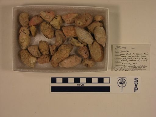 Vertebrata