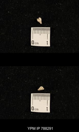 undet. Brachiopoda