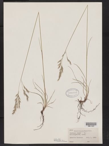 Festuca ovina