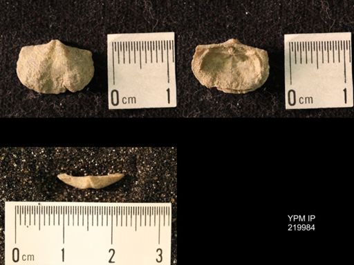 Chonetes sp.