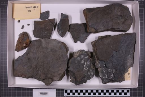 mixed taxa, stratigraphic collection