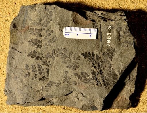 Sphenopteris wetmorii