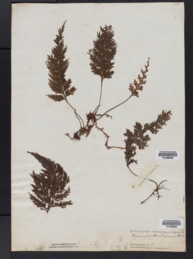 Hymenophyllum