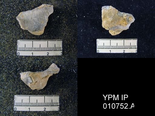 Productus schucherti