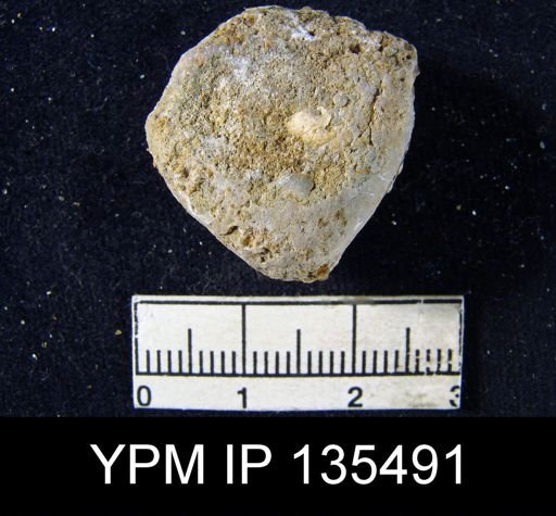 Orthis (Schizophoria) sp.