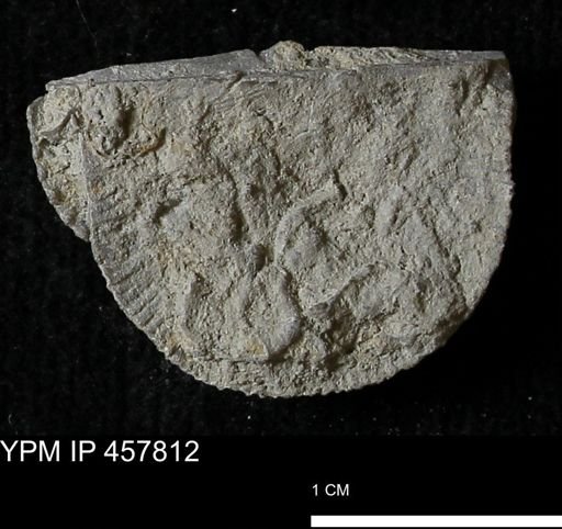 Strophodonta sp.