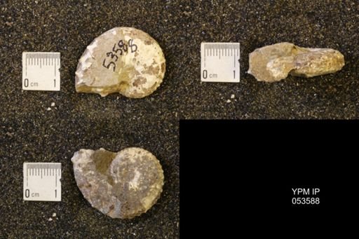 Discoscaphites conradi