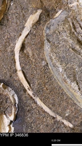 undet. Bivalvia