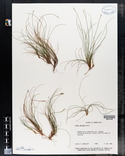 Carex eburnea