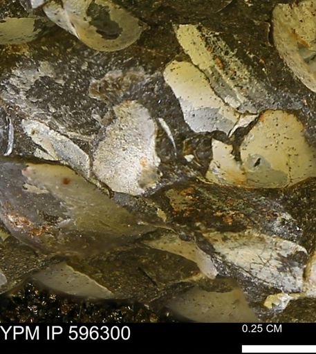 Limopsis striatopunctatus
