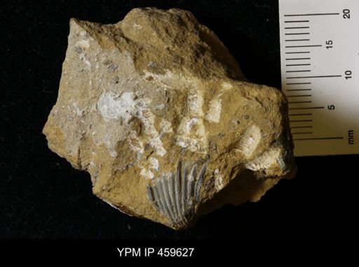 Hustedia mormoni