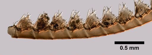 Plumularia arborea