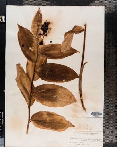 Maianthemum