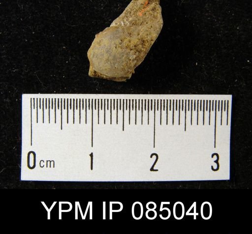 Chonetes tenuistriatus
