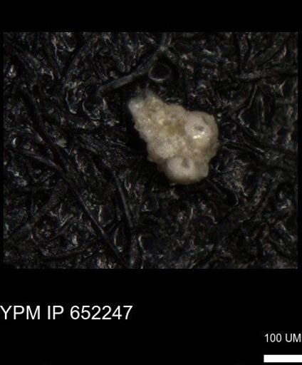 undet. Heterohelicidae