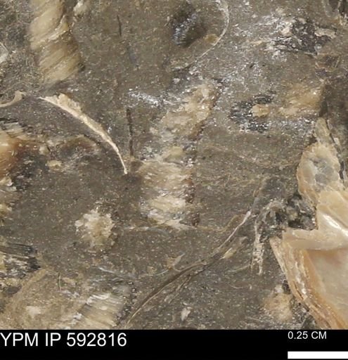 undet. Inoceramidae