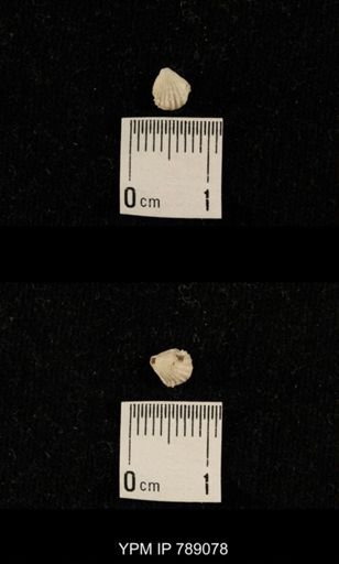 undet. Brachiopoda