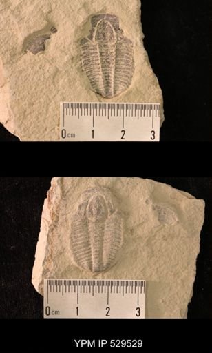 Modocia laevinucha