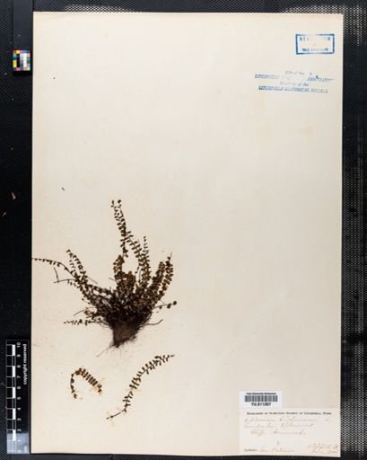 Asplenium trichomanes