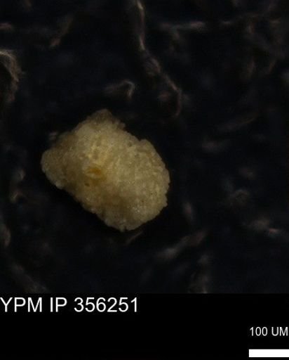 undet. Foraminiferida