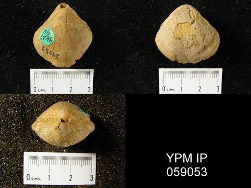 Meristella arcuata