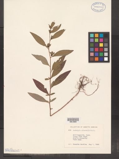Ludwigia alternifolia