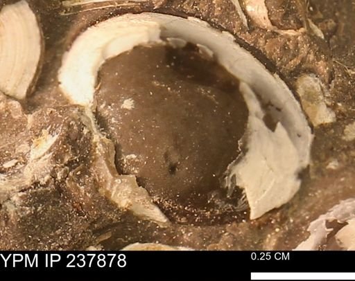 Limopsis striatopunctatus