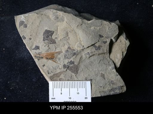 Eurypterida