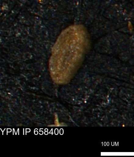 Miliammina cf. sproulei