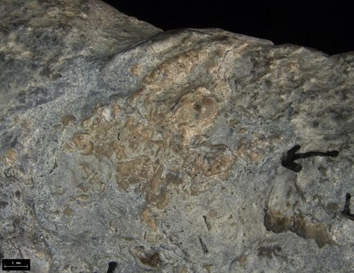 Aplocoma damesii