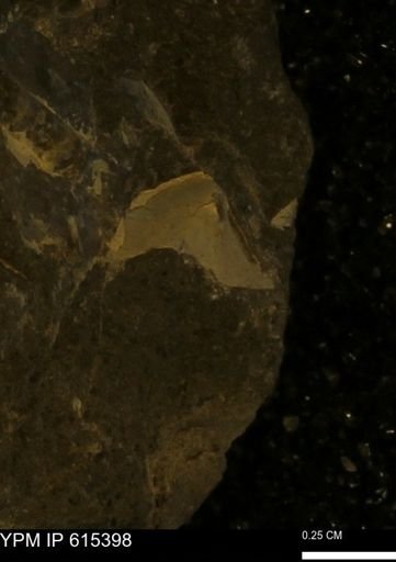 undet. Mollusca