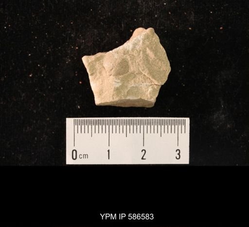 Finkelnburgia osceola