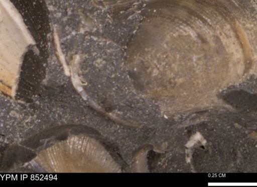 Limopsis striatopunctatus