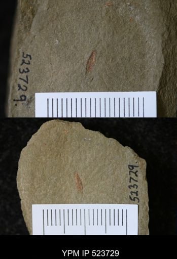 undet. Arthropoda