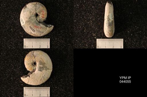 Hoploscaphites nicolletii