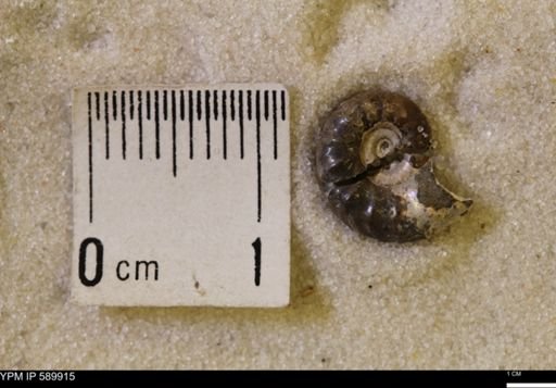 Jeletzkytes nebrascensis